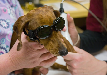 Laser Therapy Protective Goggles on Dog