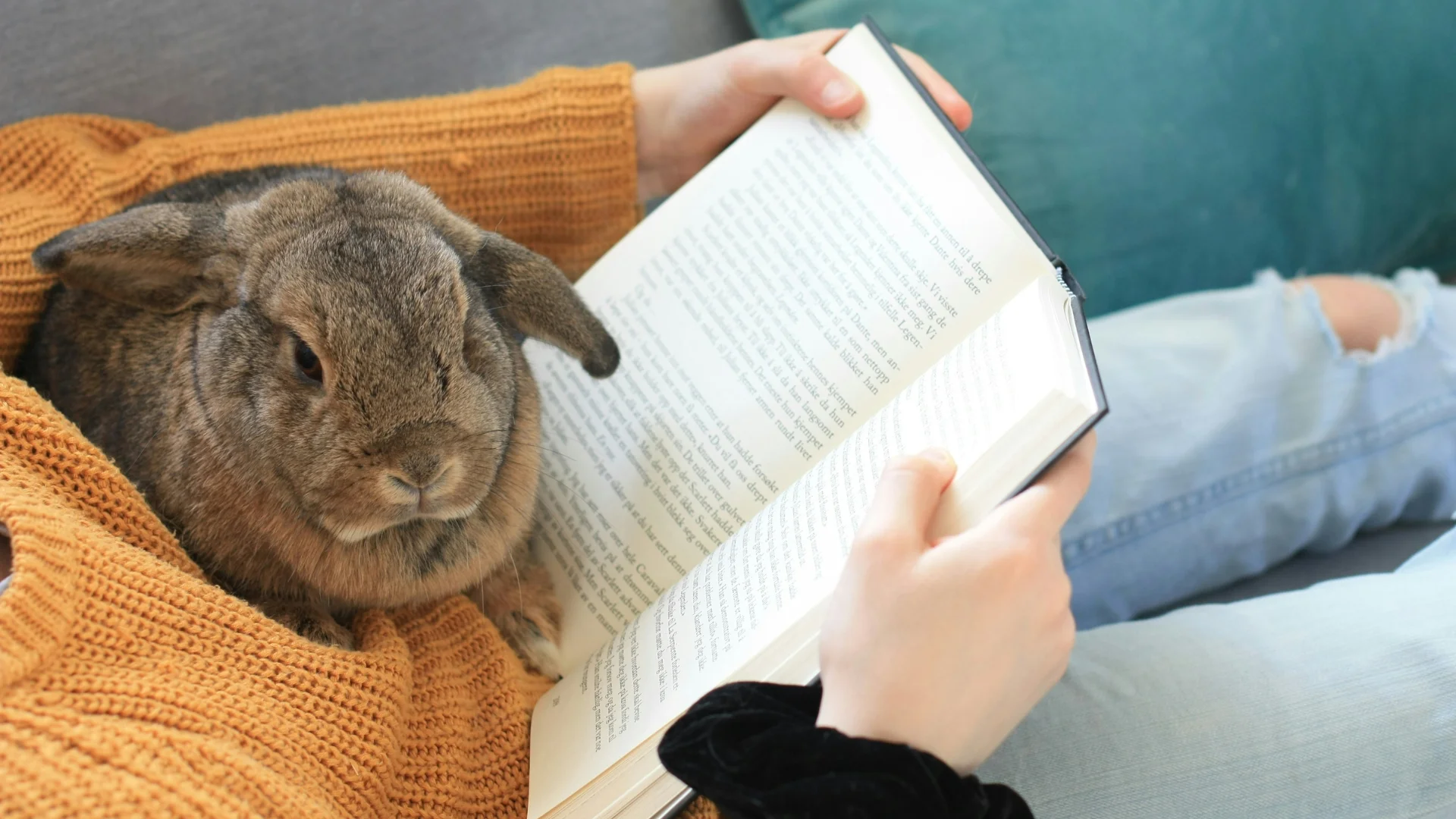 Brown Rabbit Cuddling While Owner Reads A brown rabbit rests on a person’s lap as they read a book on the couch.