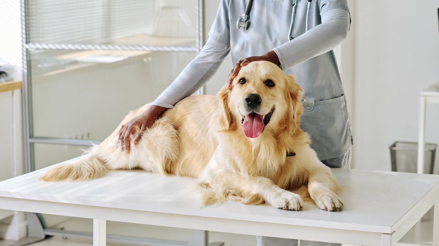 Expert Surgical Care for Pets