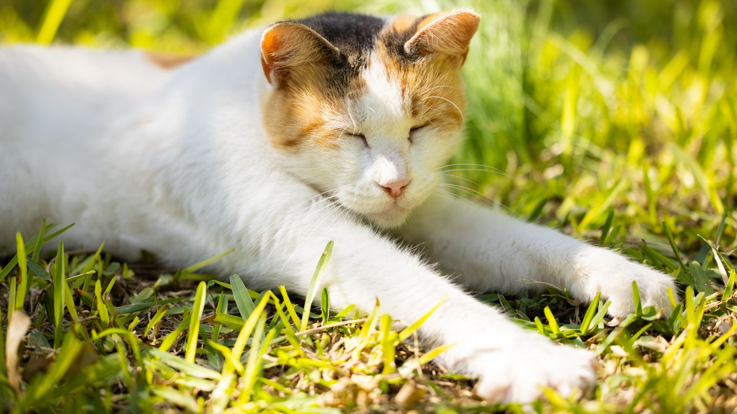 Lifelong Pet Wellness Care