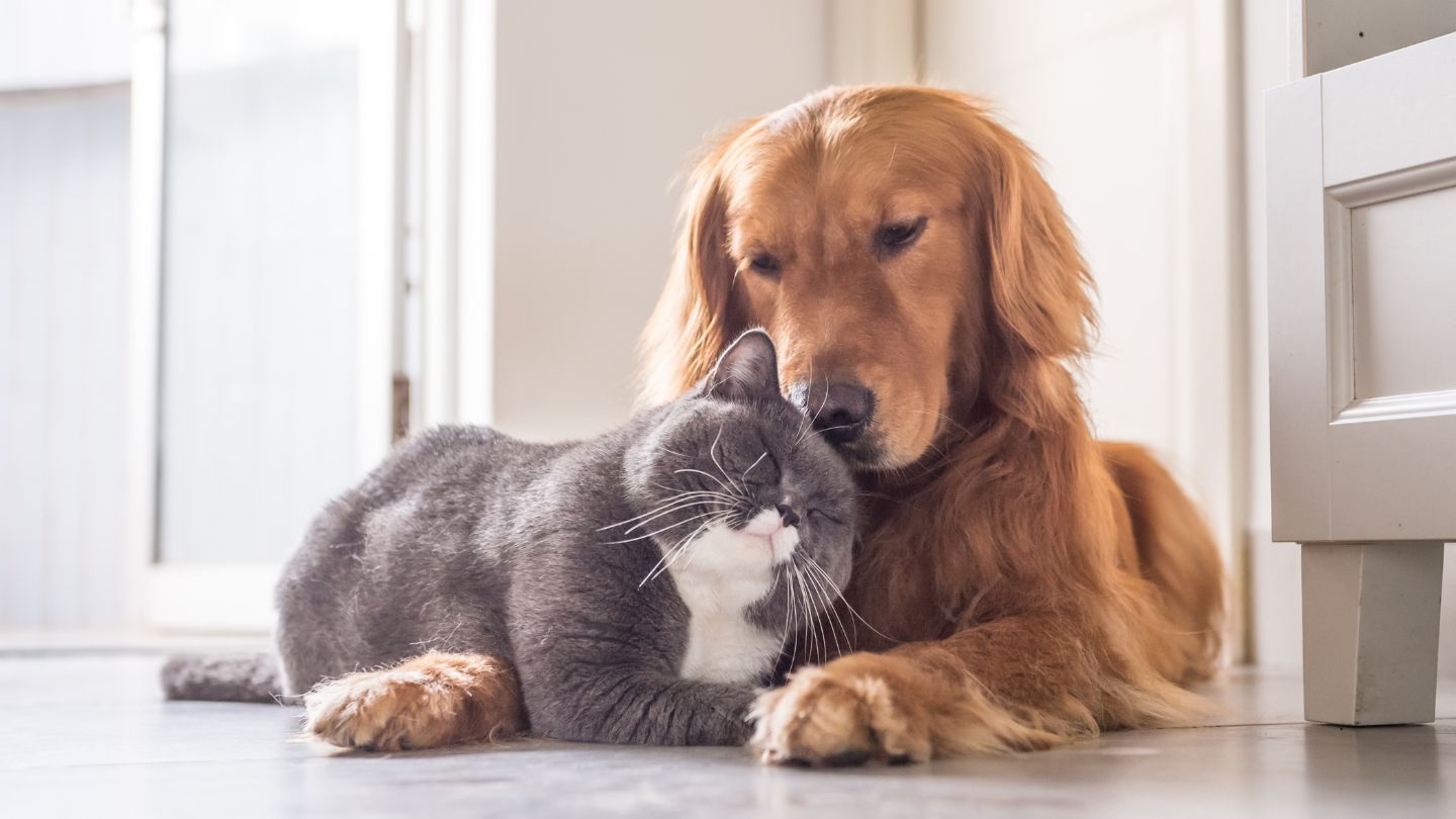 Peaceful, Pet Euthanasia