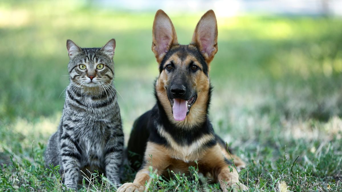 Pet After-Hours Care