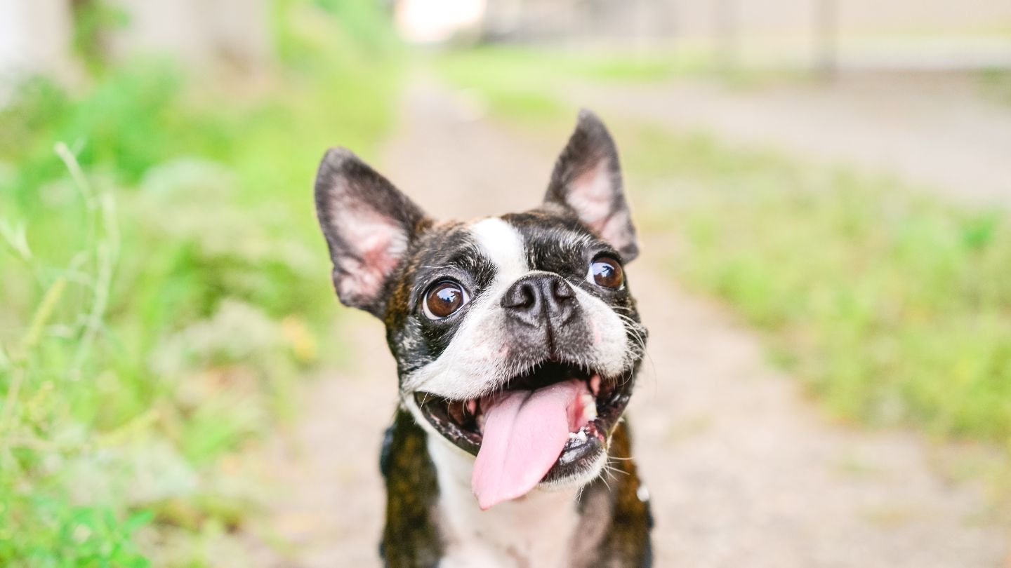 Pet Travel Certificates for U.S., Mexico & Canada