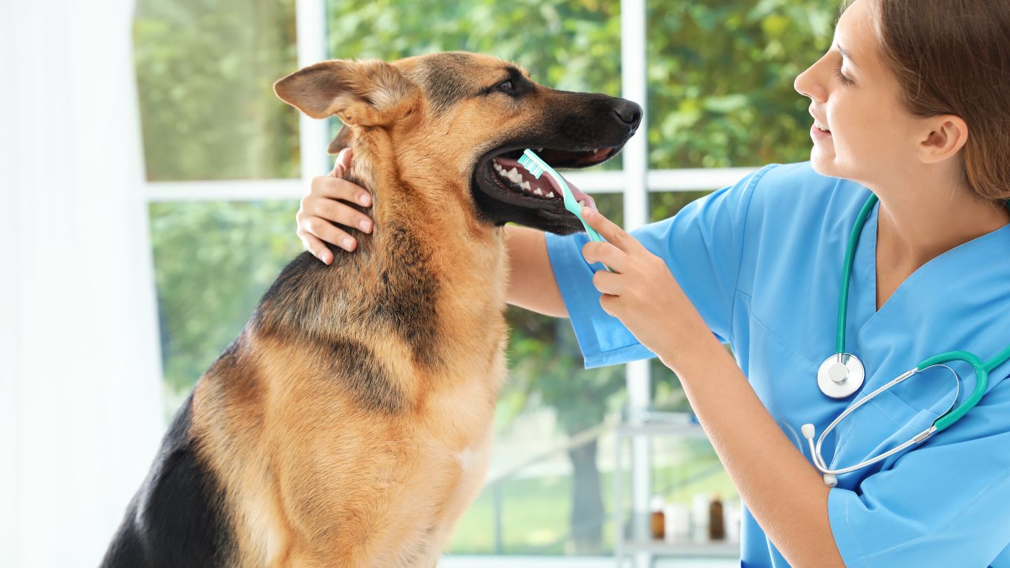 Protecting Your Pet’s Smile