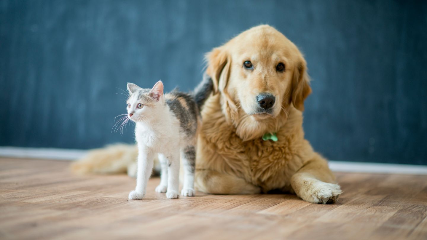 Urgent Care When Your Pet Needs It