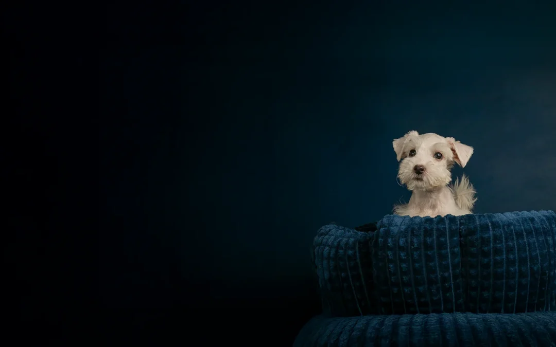 Small white puppy sitting in a deep blue textured blanket with a dark blue background.