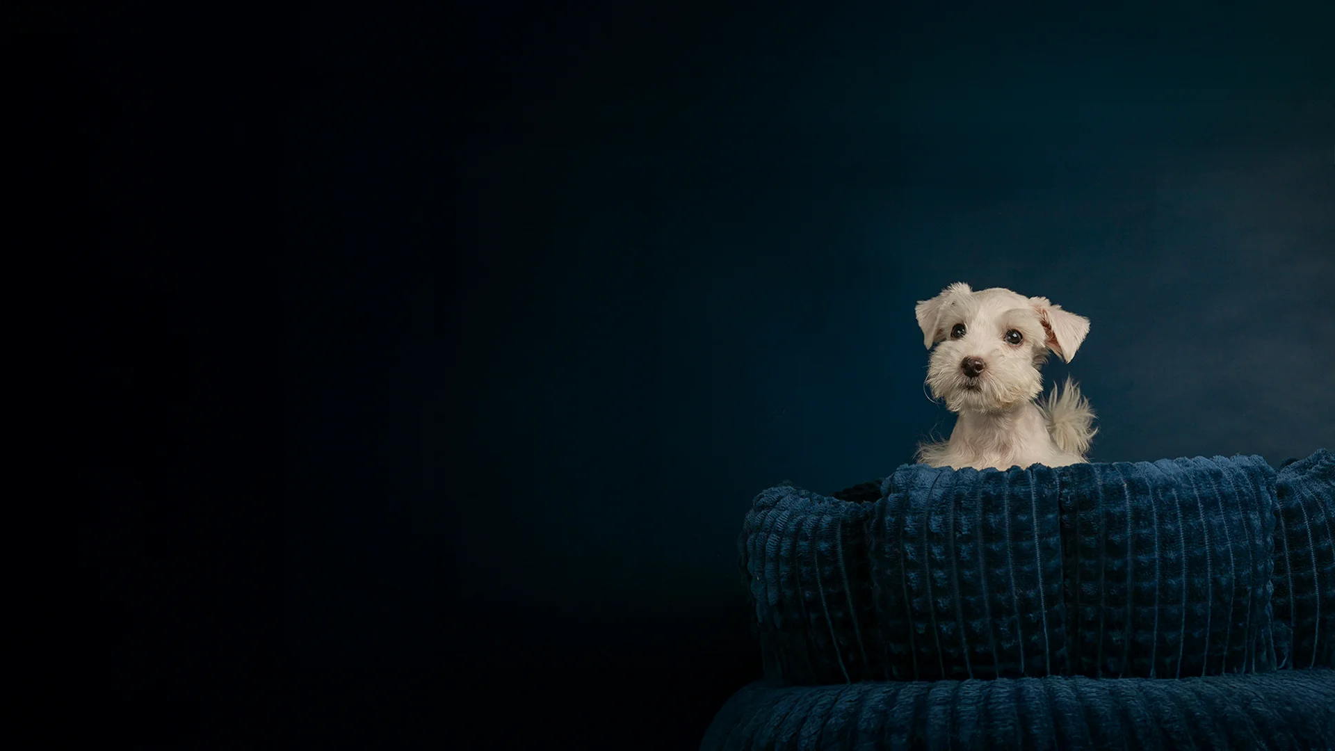 White Puppy in Blue Blanket Small white puppy sitting in a deep blue textured blanket with a dark blue background.