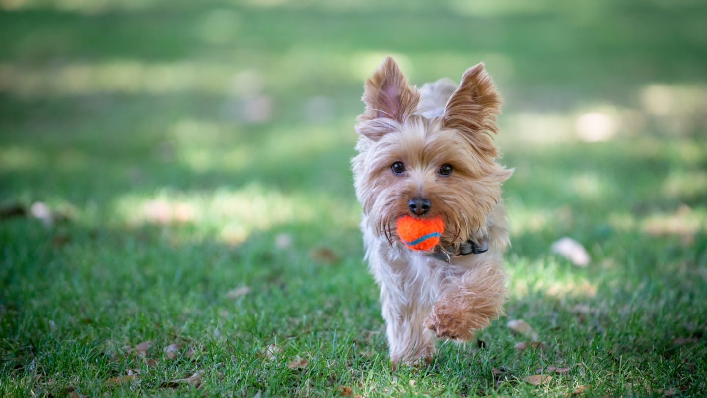 your pet’s health
