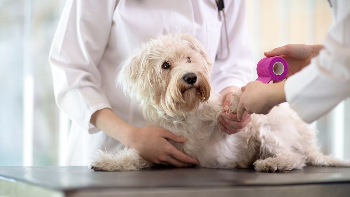 Dog wound care