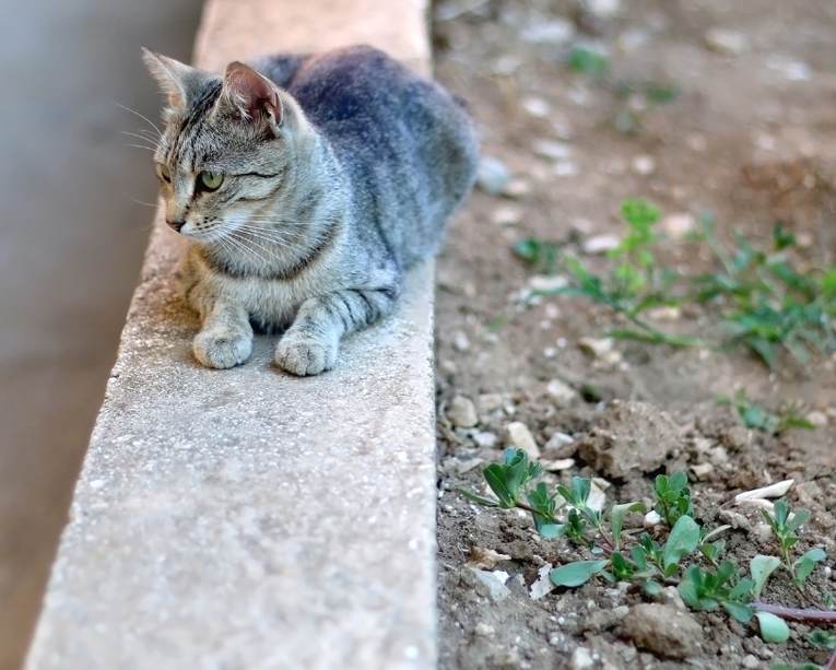 helpful information for your pet's health