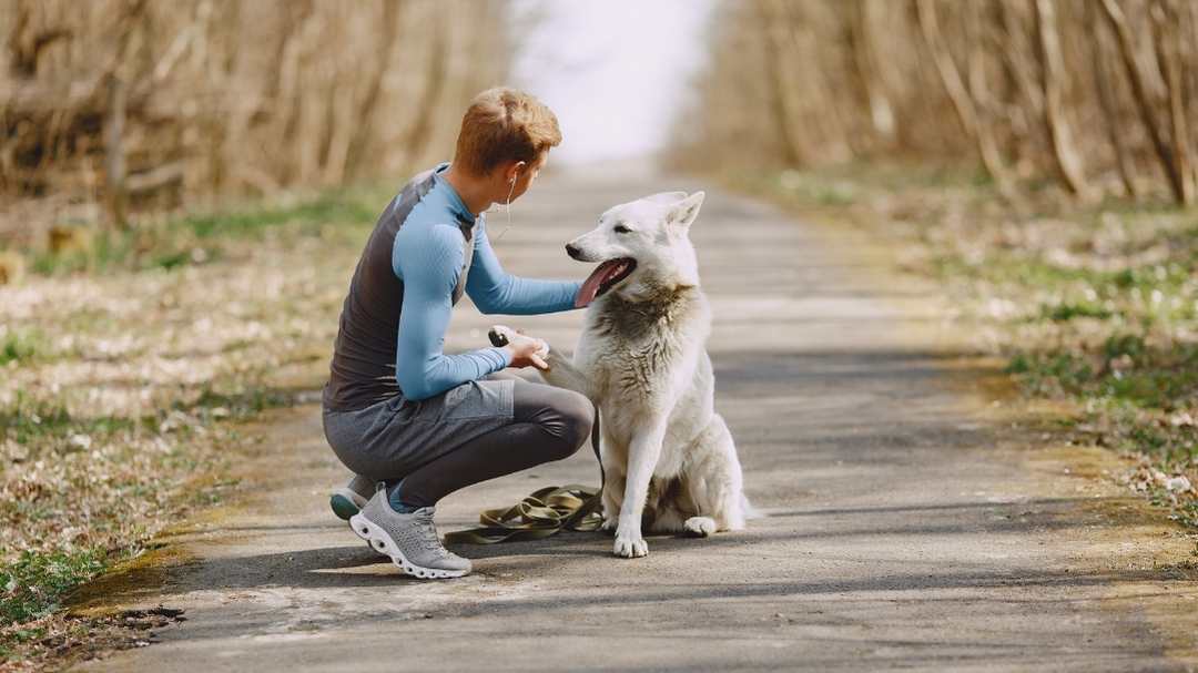 Compassionate Care for Aging Pets