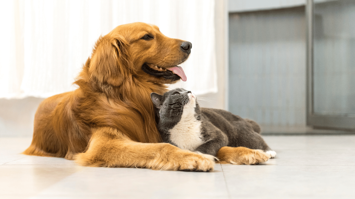 dog and cat laying down in a kitchen