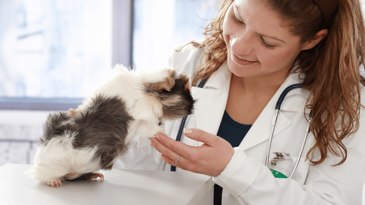vet examining a guinea pig